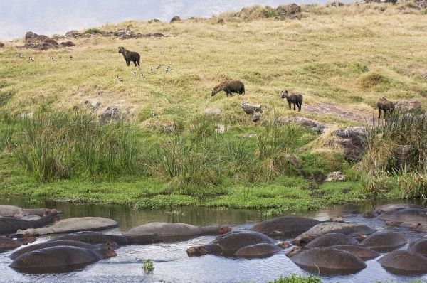 Tanzania, Ngorongoro Hippos in pool with hyenas
